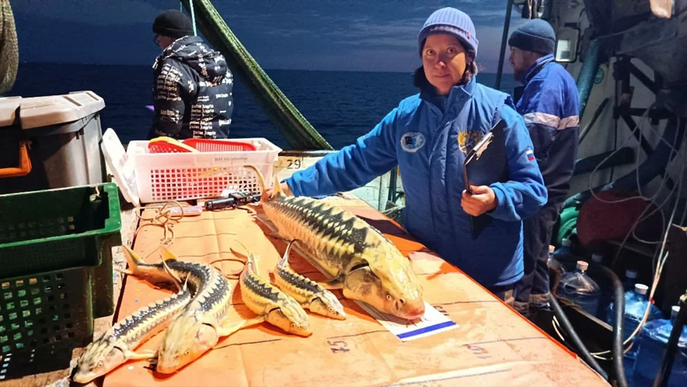 Популяция осетровых в акватории Азовского моря выросла с нуля до двух тысяч особей