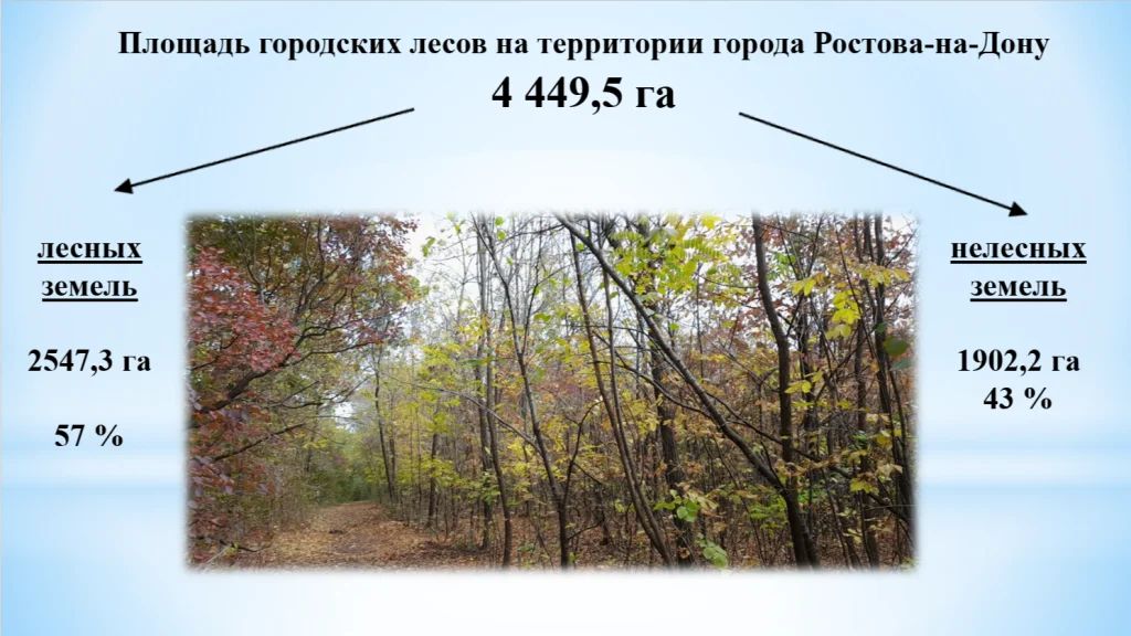 Городские леса в Ростове должны стать центрами притяжения и комфортными зонами отдыха