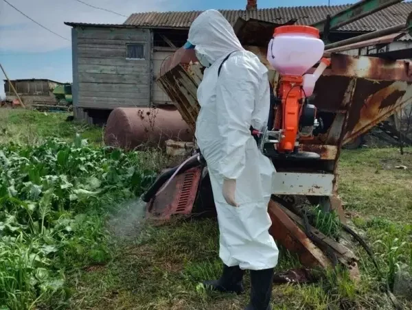 В Ростовской области могут ввести карантин из-за бешенства у лисы