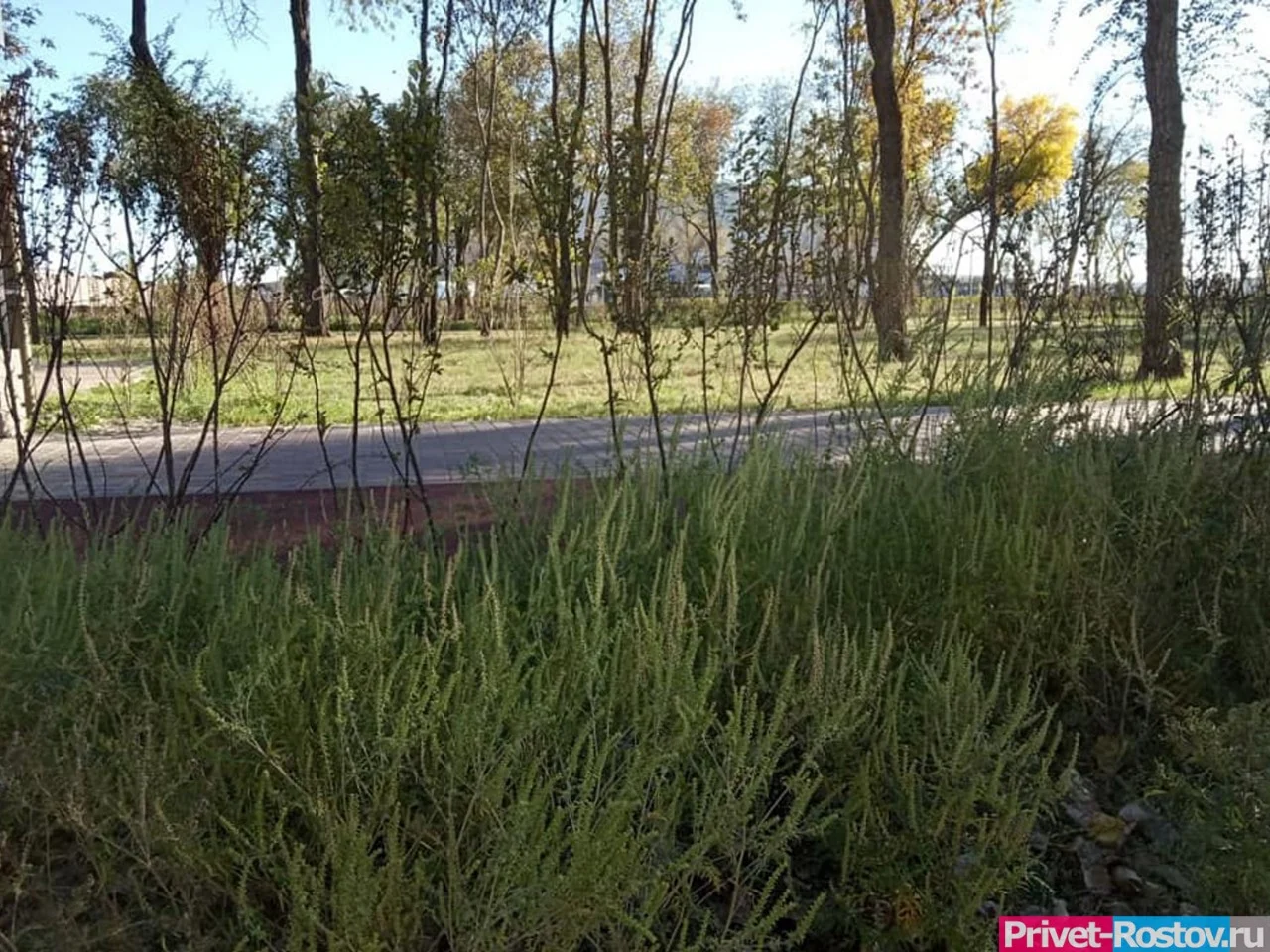 Резкий рост пыльцы амброзии ожидается 21 июля в Ростове
