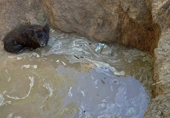 В Каменске-Шахтинском спасатели вытащили собаку из воды в яме