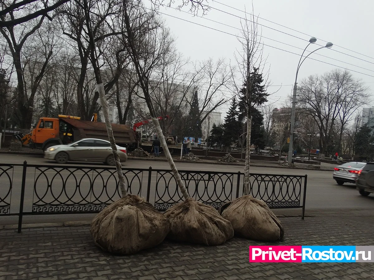 В Ростове подготовили 15 территорий для осенней посадки деревьев