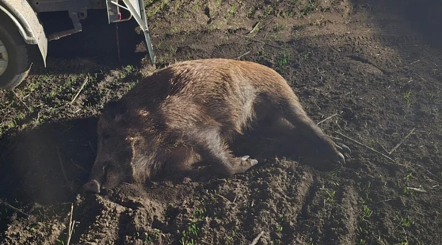 В Семикаракорском районе задержали браконьера, застрелившего 8 диких кабанов