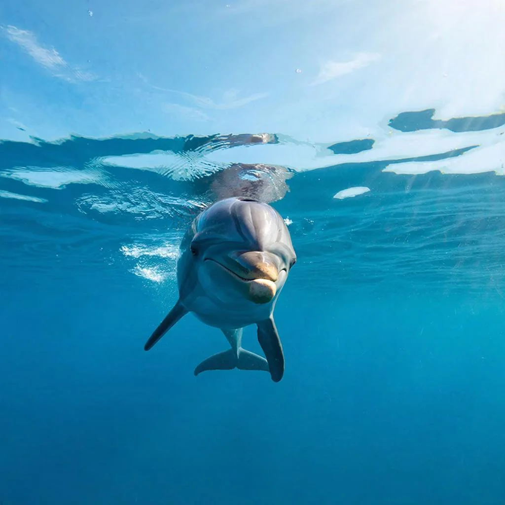 В Анапе за месяц нашли 19 мертвых дельфинов на пляжах и в воде