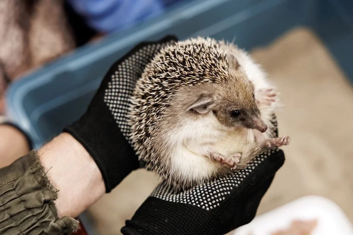 Сбер и Донволонтёр взяли в опеку ушастого ежа в ростовском зоопарке