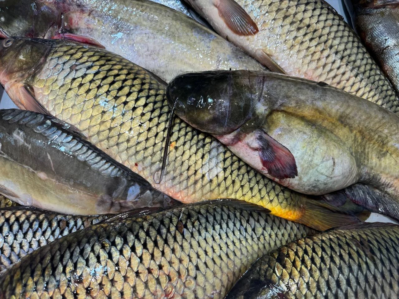 На Дону подорожала рыба в ноябре, но мясо ещё дороже