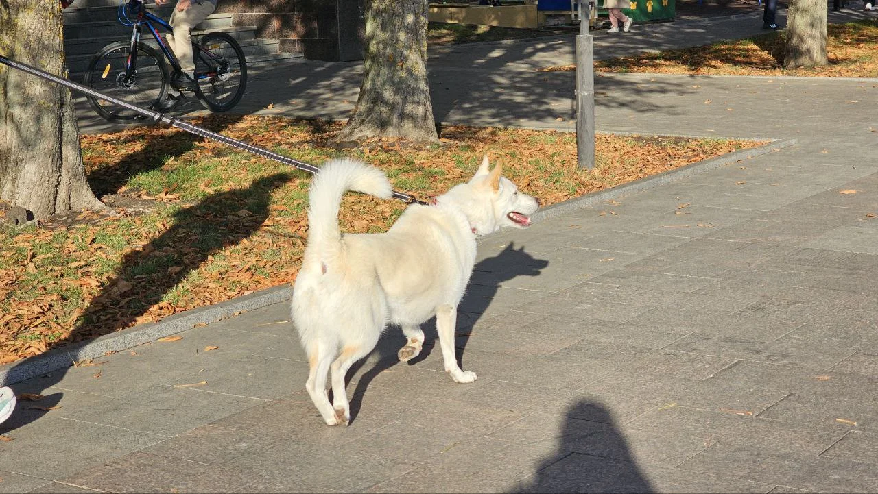 Депутаты захотели ввести обязательную страховку для хозяев опасных собак