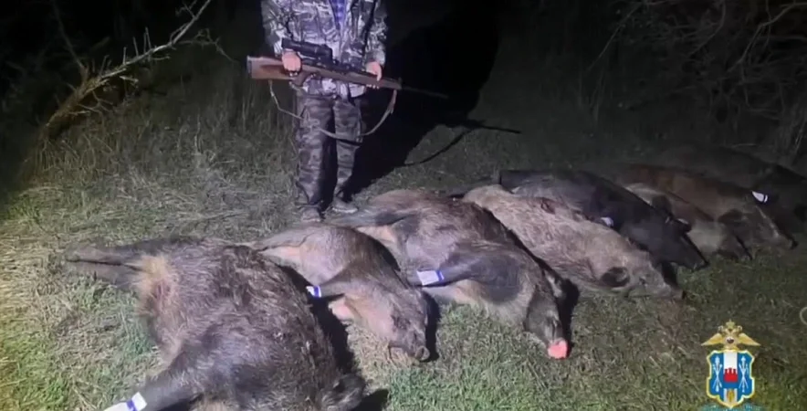 На Дону задержан мужчина, который незаконно добыл восемь диких кабанов