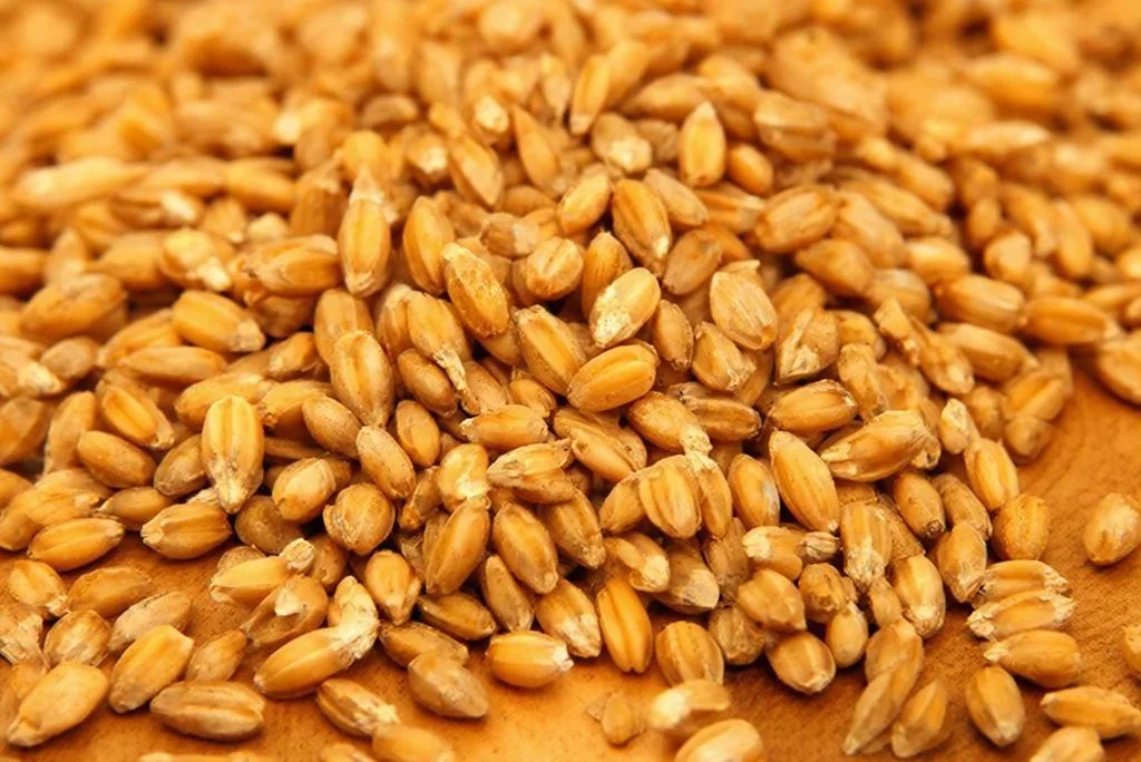 Ростовский суд запретил ООО «Альтаир-Агро 2» вывоз зерна из карантинных зон