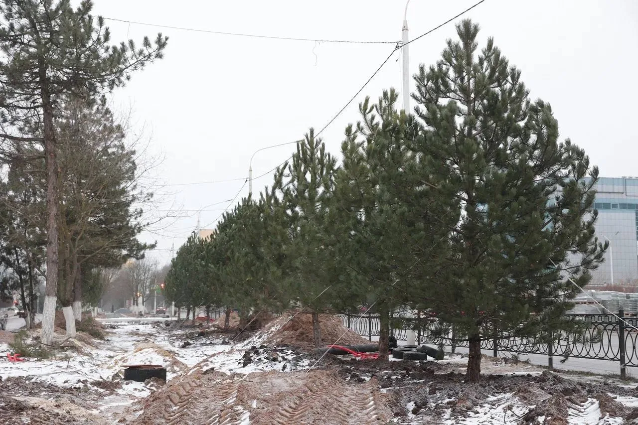 12 крупных сосен высадили вместо спиленных деревьев в Новочеркасске
