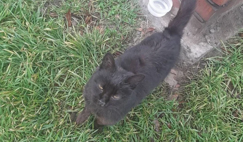 В Батайске кошка-хатико три месяца ждет хозяев на перекрестке