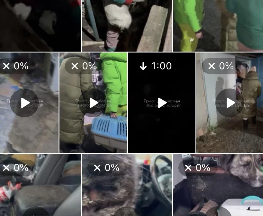 Владельца приюта после попытки поджога и гибели животных задержали на Дону