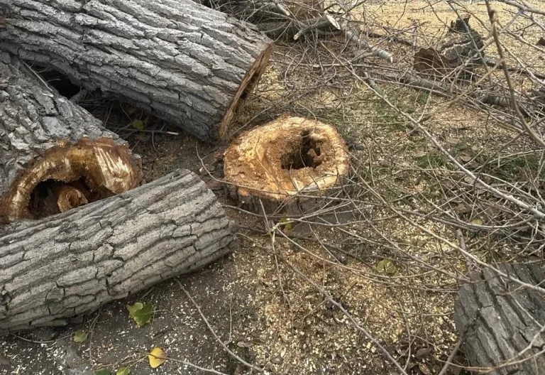 Администрация Ростова пояснила причины вырубки деревьев на улице Ларина