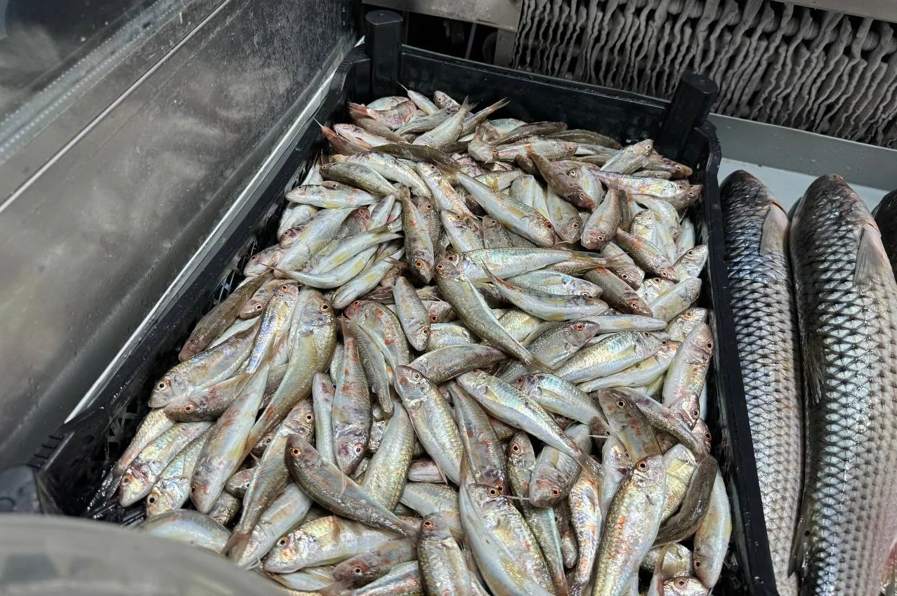 В Ростовской области в декабре изменились цены на рыбу