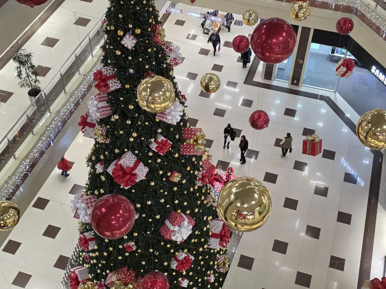 Ростовчанам разрешили бесплатно рубить елки к Новому году