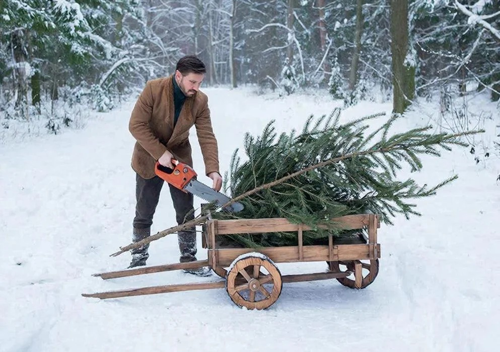 Контроль в лесах Дона усилили из-за роста браконьерских вырубок