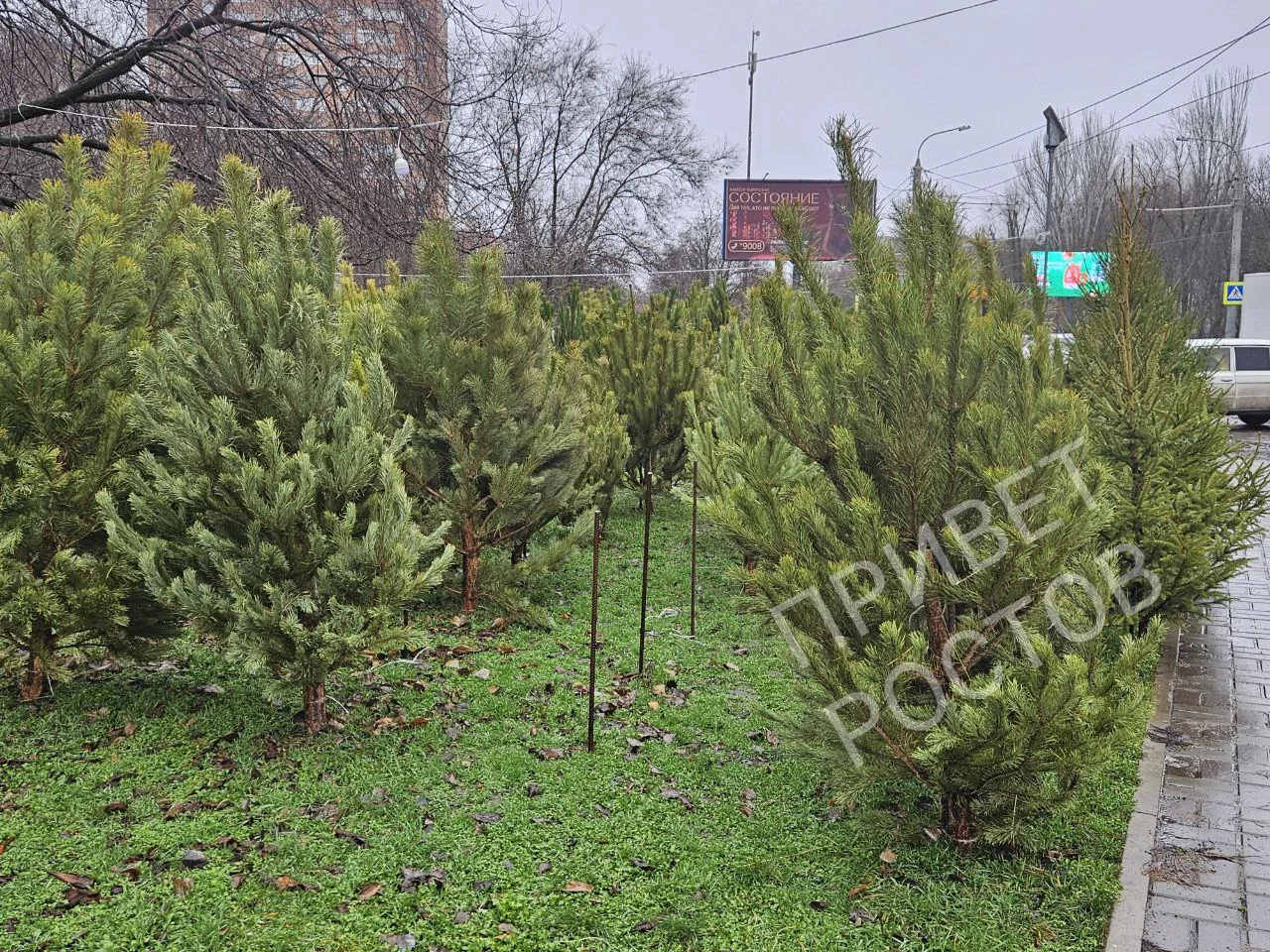 Цена на елки к Новому году в Ростове достигли почти 50 тысяч рублей