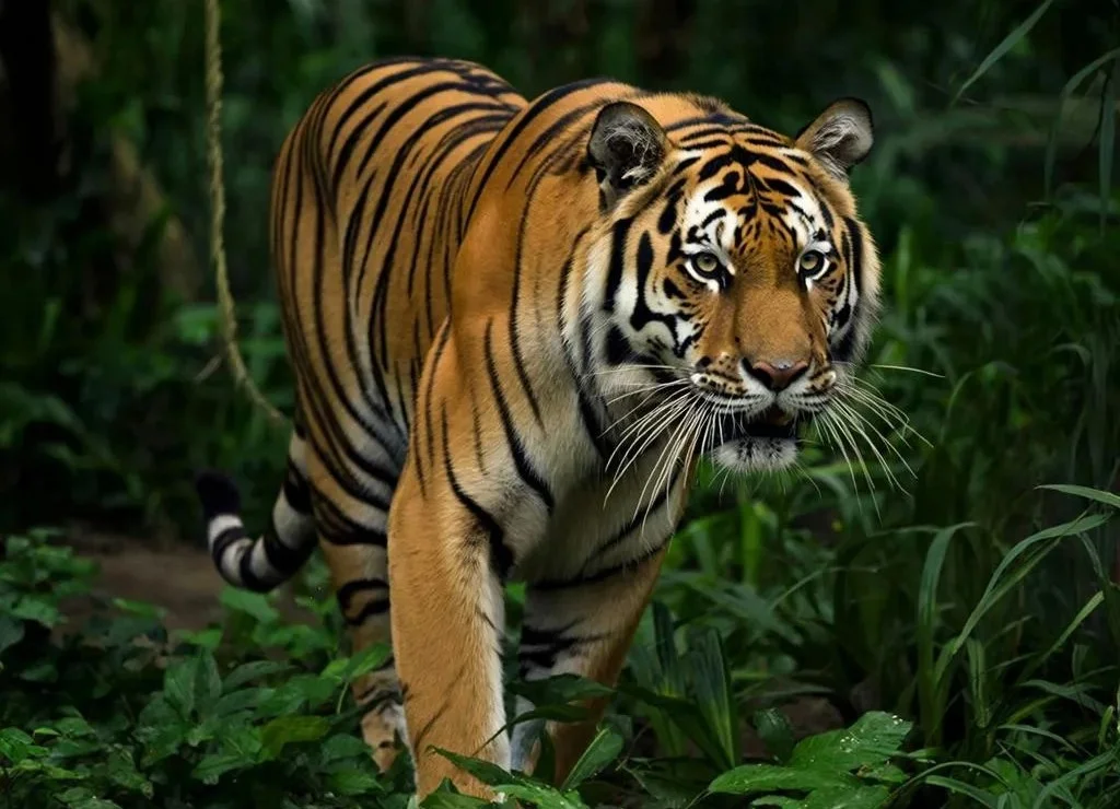 Аскольд Запашный рассказал, как едва не умер во время гастролей в Ростове