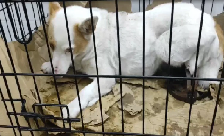 В Азовском районе дворняга лишилась лапы после попадания в капкан