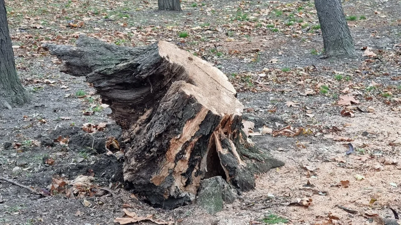 В Новочеркасске упавшее дерево раздавило автомобиль семьи из Ростова