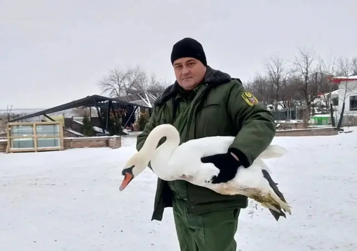 Житель хутора Нижнетемерницкий спас раненого лебедя от смерти