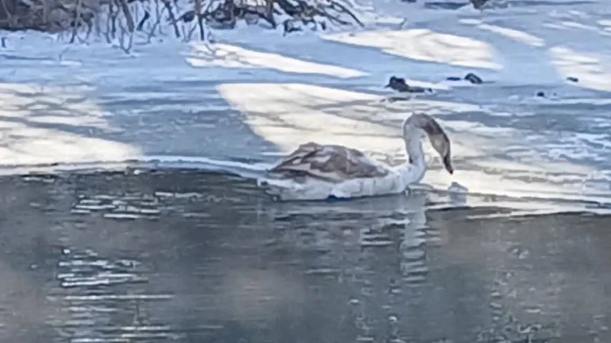 В Ростовской области выпустили лебедя, оставшегося рядом с погибшей партнершей