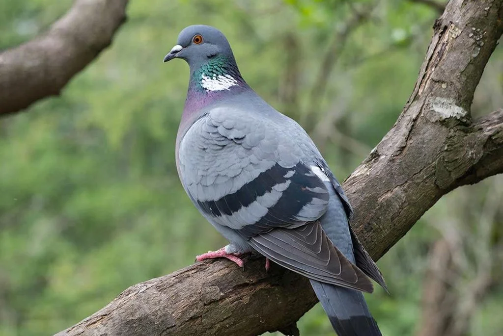 Массовая гибель голубей вяхирей на Кубани вызвала тревогу у орнитологов
