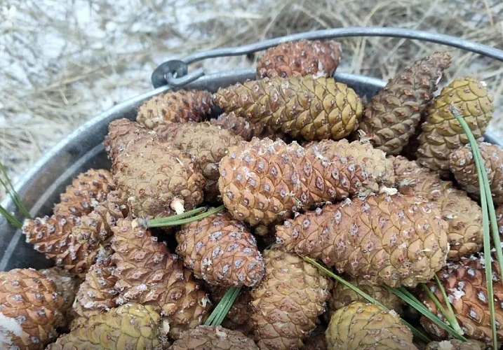 В Ростовской области у жителей начали массово скупать шишки