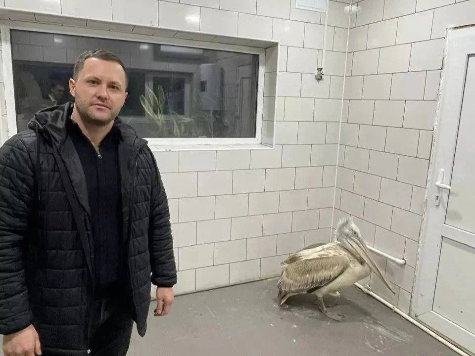 Жители Приазовья вытащили пеликана из ледяного плена Таганрогского залива