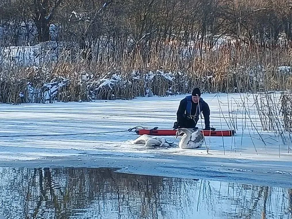Спасатели Ростовской области эвакуировали с льдины оставшегося в живых лебедя