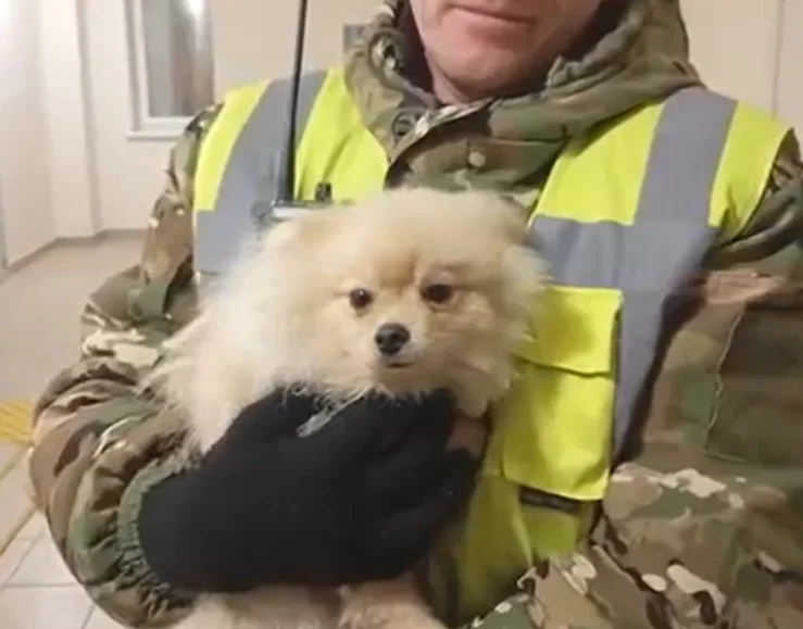 Сбежавшего шпица из машины на участке трассы М-4 в Ростовской области нашли