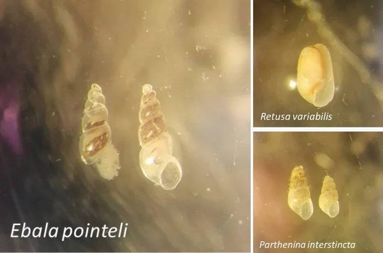 В Таганрогском заливе обнаружены редкие моллюски из Азовского и Черного морей
