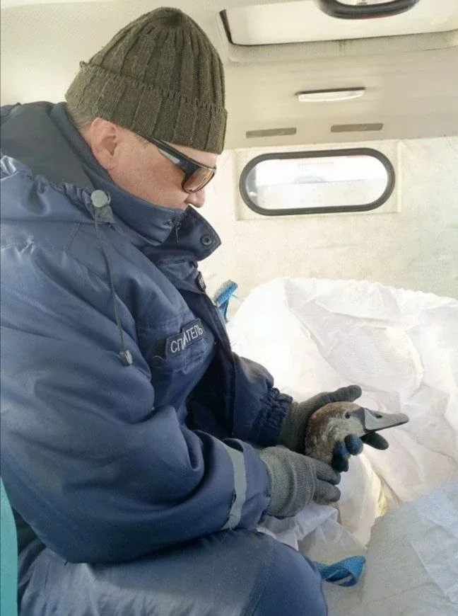 В азовском порту спасли еще одного замерзающего лебедя
