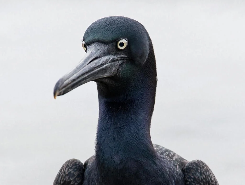 Рыбным ресурсам юга России угрожает черный баклан