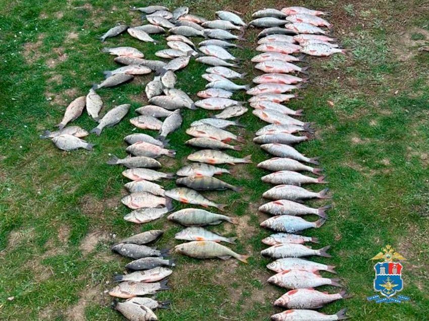 Браконьер на Дону наловил рыбы на 6,6 млн и попал под суд за шемаю