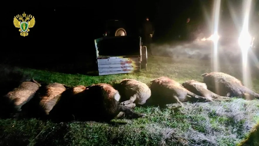 Житель Семикаракорского района заплатит 500 тыс. руб за отстрел восьми кабанов