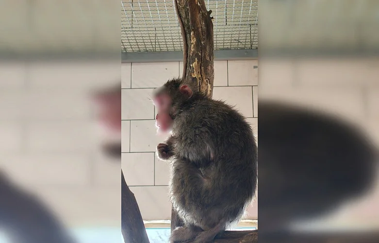 Жёсткие разборки японских макак в парке Малинки довели до травм