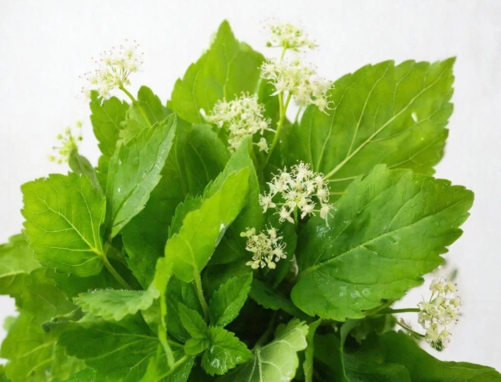 Диетолог Ключникова рассказала о пользе черемши и опасностях