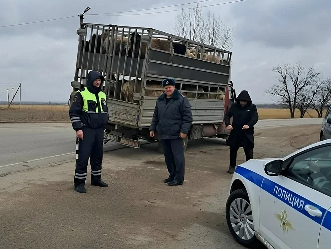 Свиней без документов на машине задержали в Ростовской области