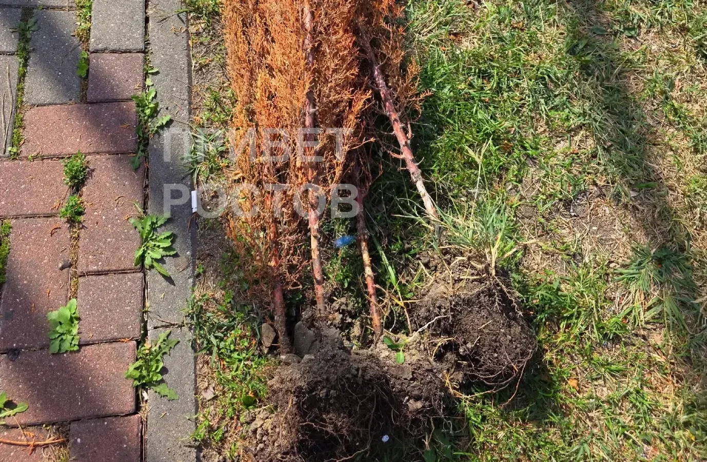 В Ростове засохли почти 100% деревьев, высаженных при строительстве Западной хорды