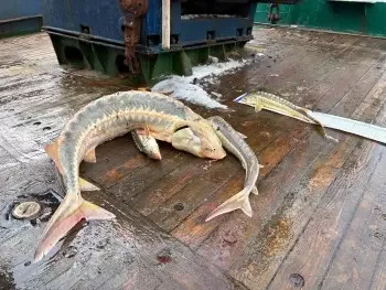 Осетровый рай возрождается в Азовском море впервые за два десятилетия