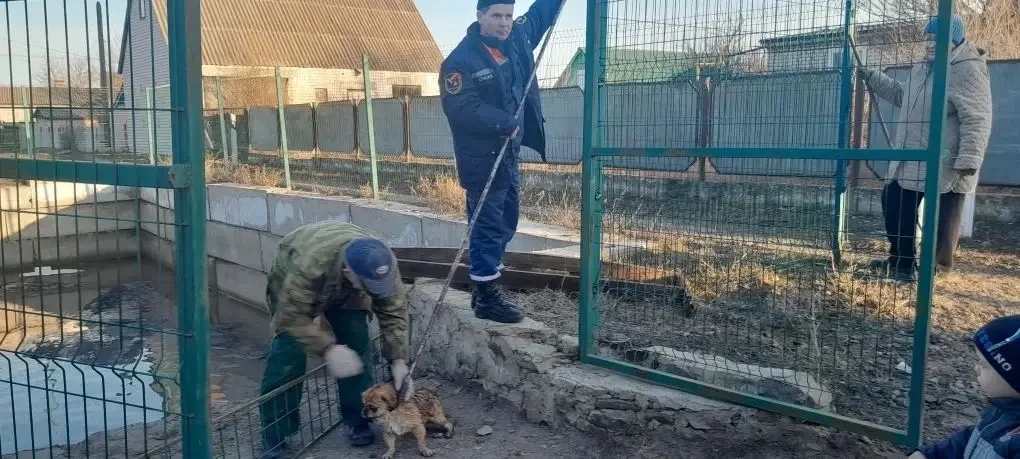 Спасатели за один день вызволили двух собак из ловушек в Шолоховском районе