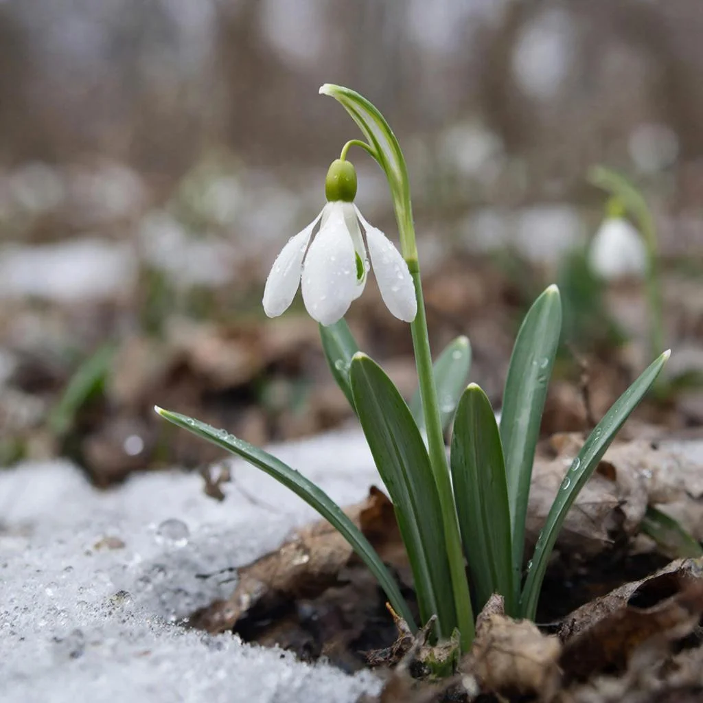Адвокат Мельников предупредил о тюремном сроке до 9 лет за растения