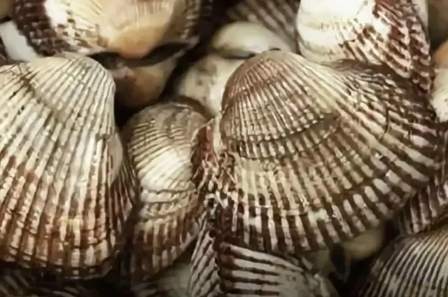 Новый деликатесный моллюск заполнил Азовское море