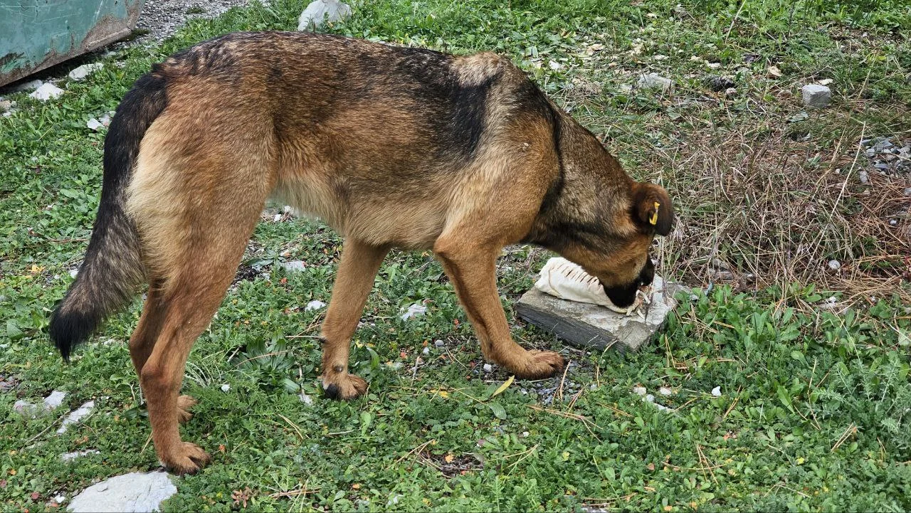 Свору агрессивных собак в Таганроге начнут отлавливать после резонанса