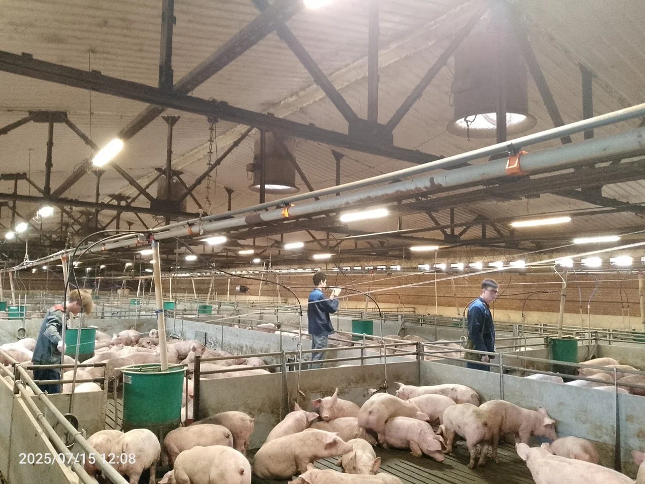 Студенты ДГТУ разработали систему раннего выявления болезней у животных