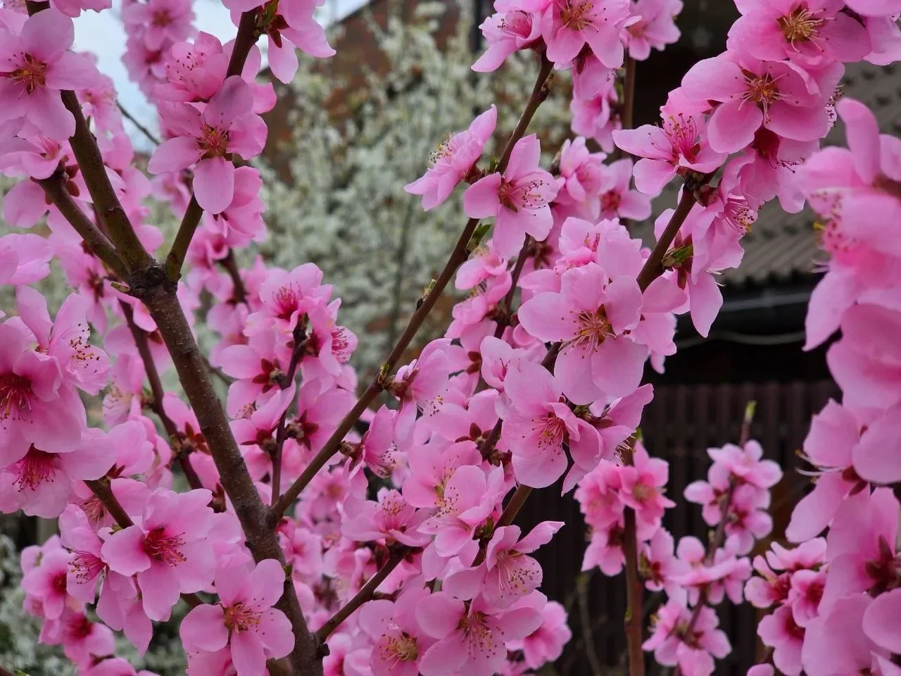 Дожди грозы и потепление ожидаются на Дону в течение апреля