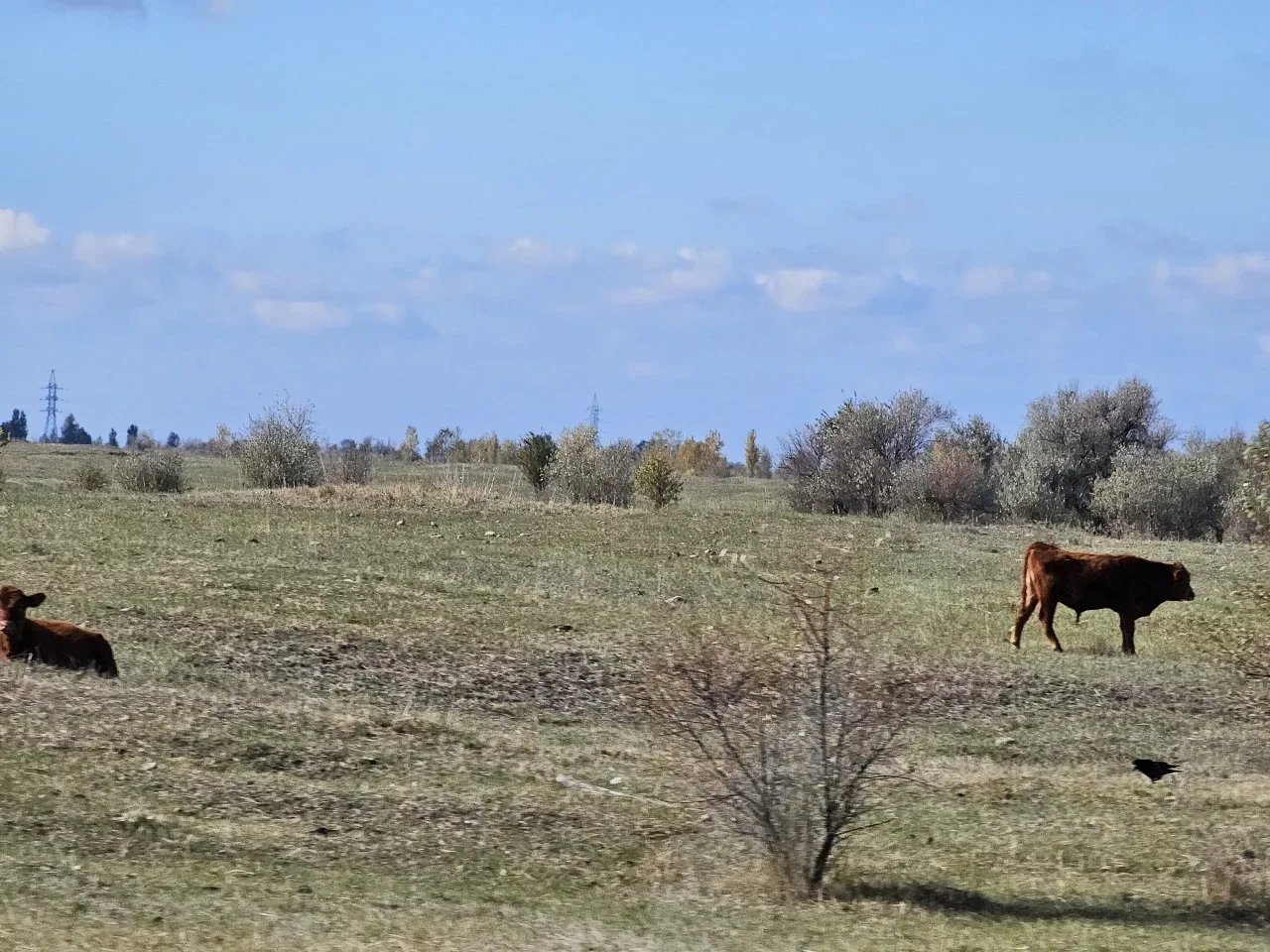 На Дону объявили о биологической опасности для скота