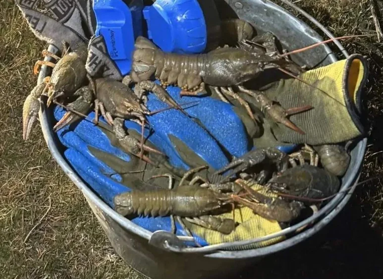 Браконьер из Ростовской области выловил 359 раков в период нереста