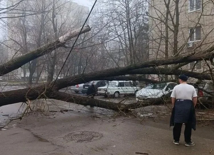 Ураган в Ростове повалил огромное дерево на припаркованные авто